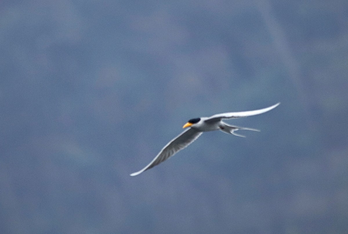River Tern - ML408723411