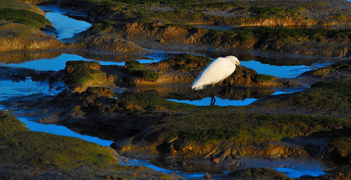 Snowy Egret - ML408723421