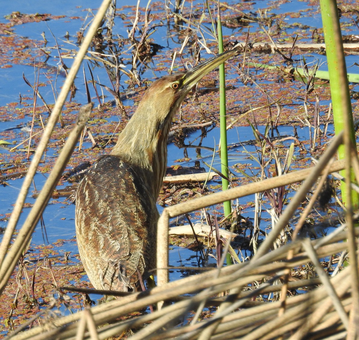 American Bittern - ML408723531