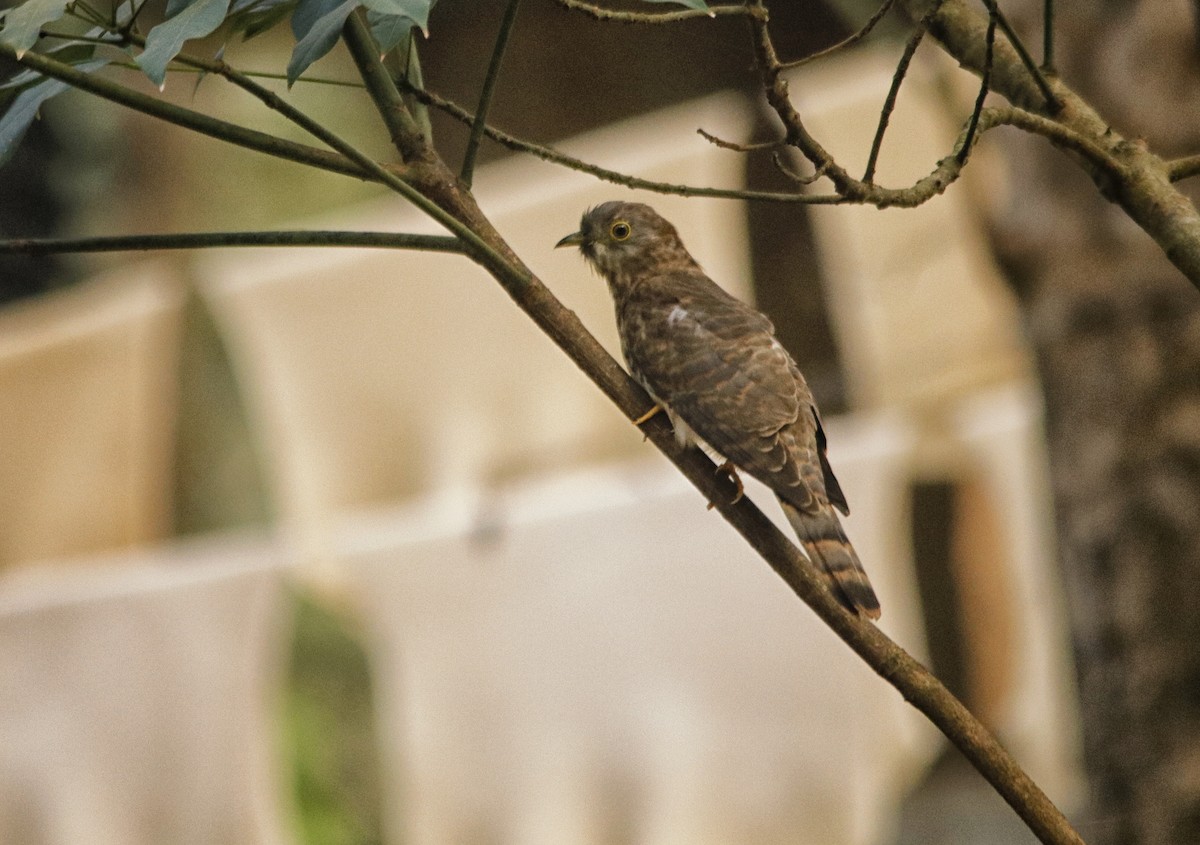 Common Hawk-Cuckoo - ML408723541