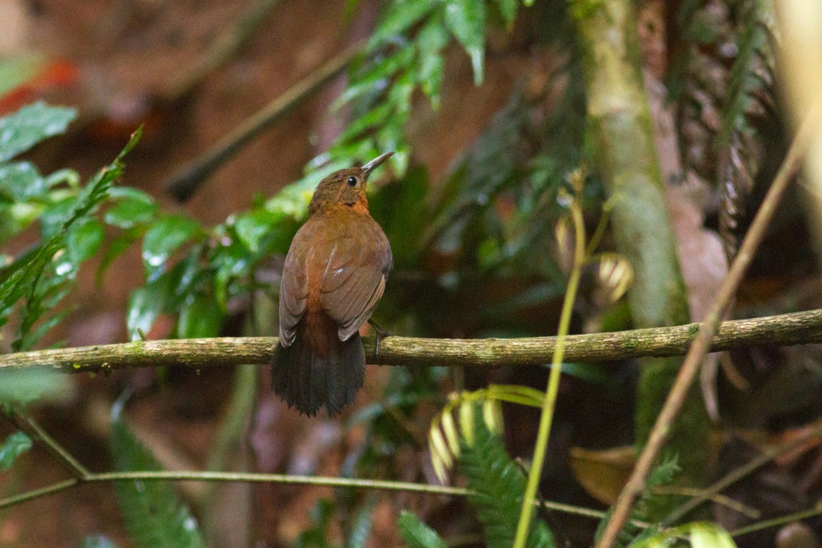 Rufous-breasted Leaftosser - ML408723681