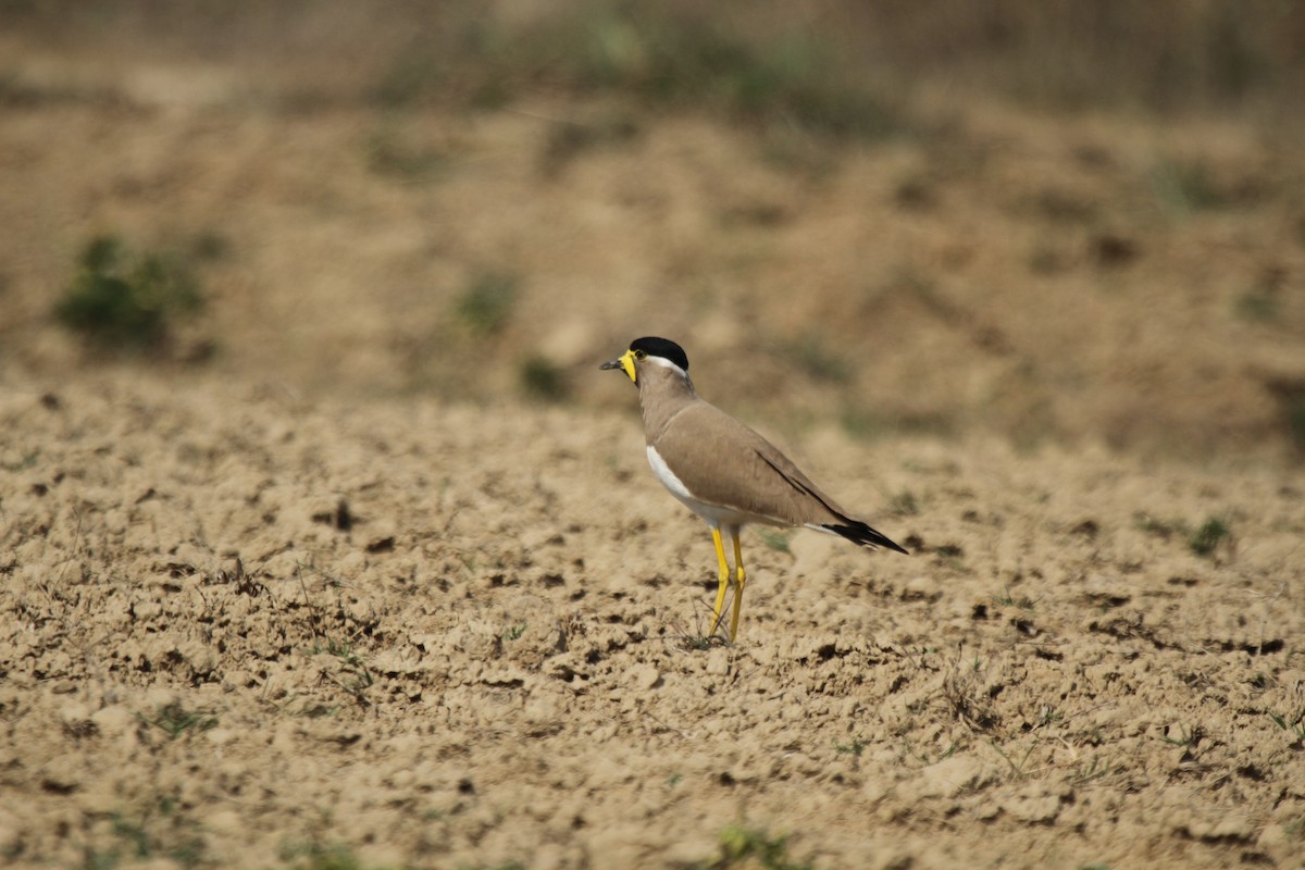 Yellow-wattled Lapwing - ML408723761