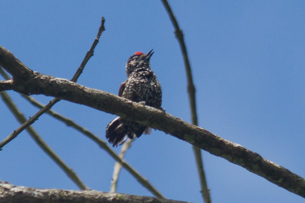 Carpinterito (Picumnus) sp. - ML408723991