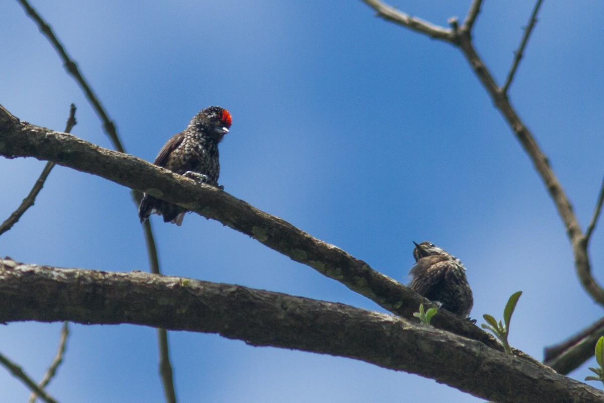 new world piculet sp. - Helberth Peixoto