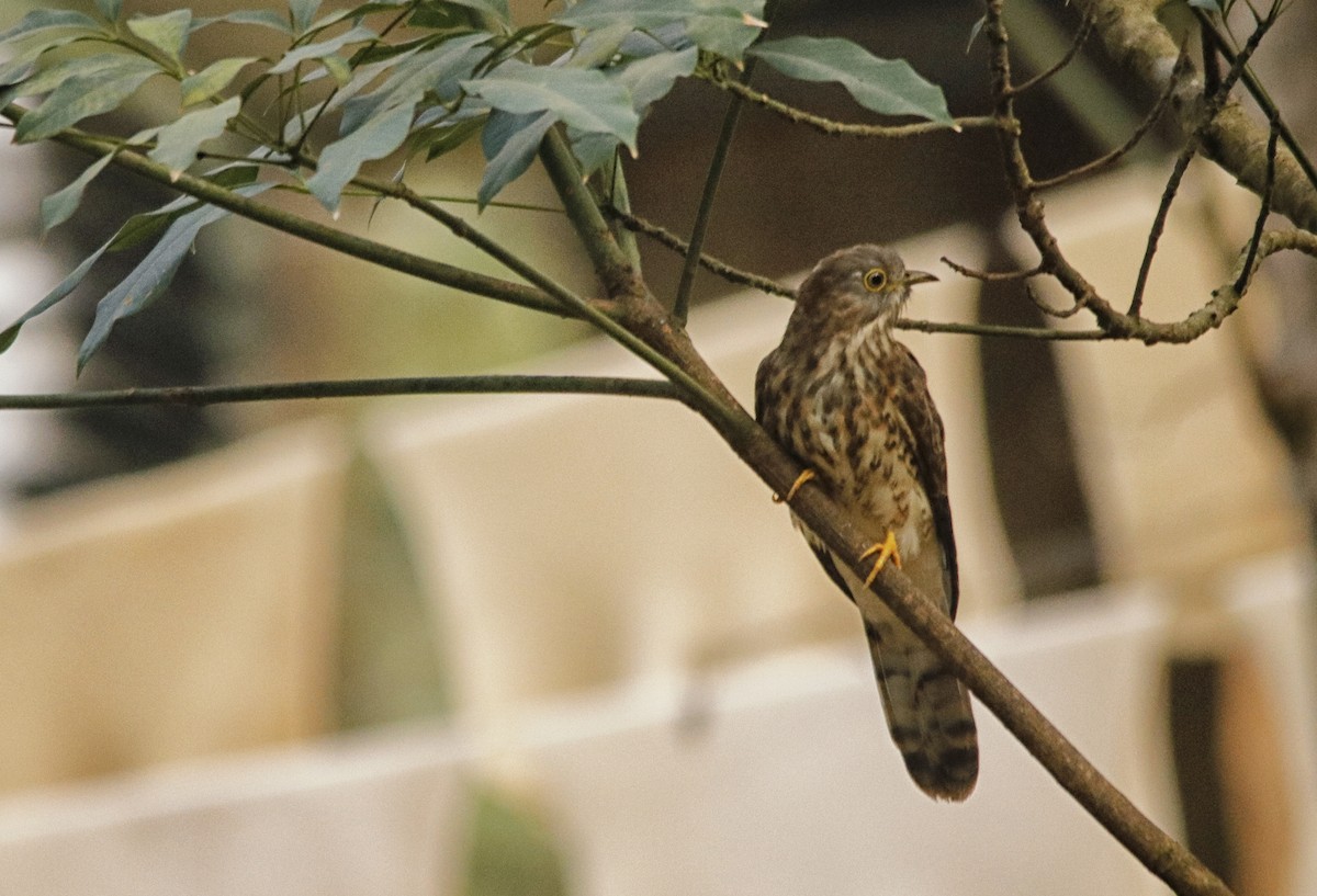 Common Hawk-Cuckoo - ML408724041