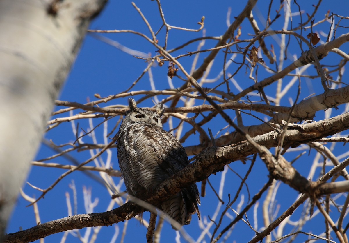 Great Horned Owl - ML408724181