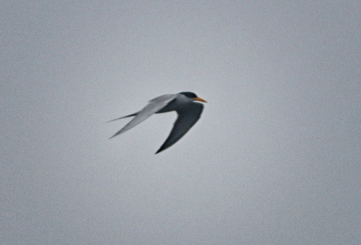 River Tern - ML408724191