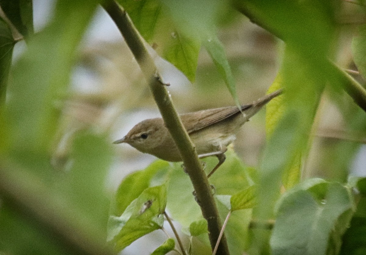 Бутны охил бялзуухай - ML408724521