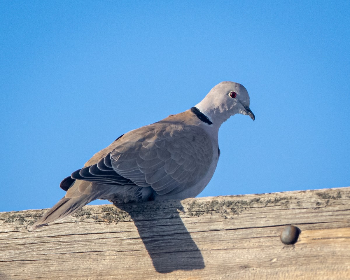 Eurasian Collared-Dove - ML408724551