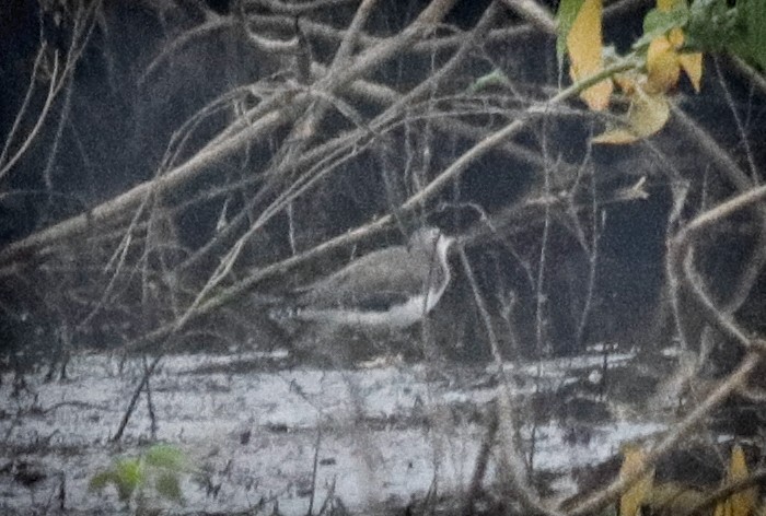 Цагаан сүүлт хөгчүү - ML408724691