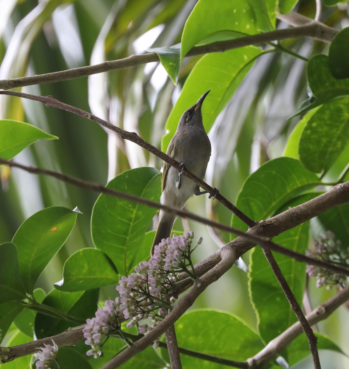 Brown Honeyeater - ML408724711