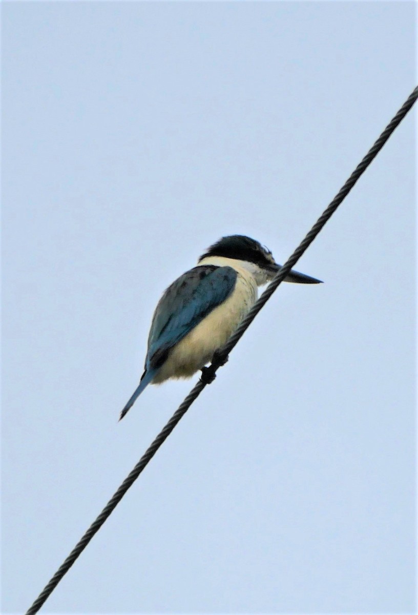 Sacred Kingfisher - ML408725191