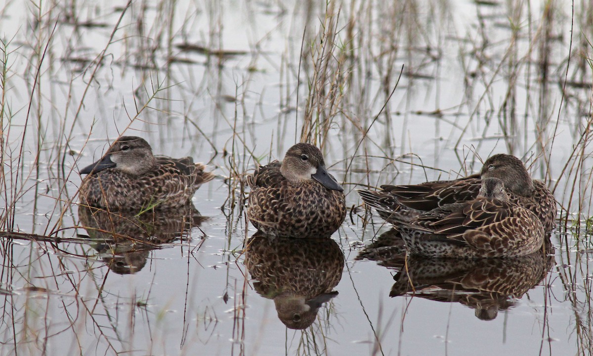 Blue-winged Teal - ML40872551