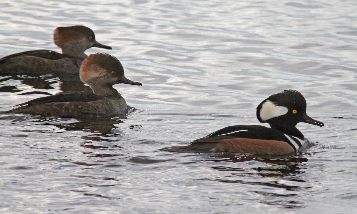 Hooded Merganser - ML40872561