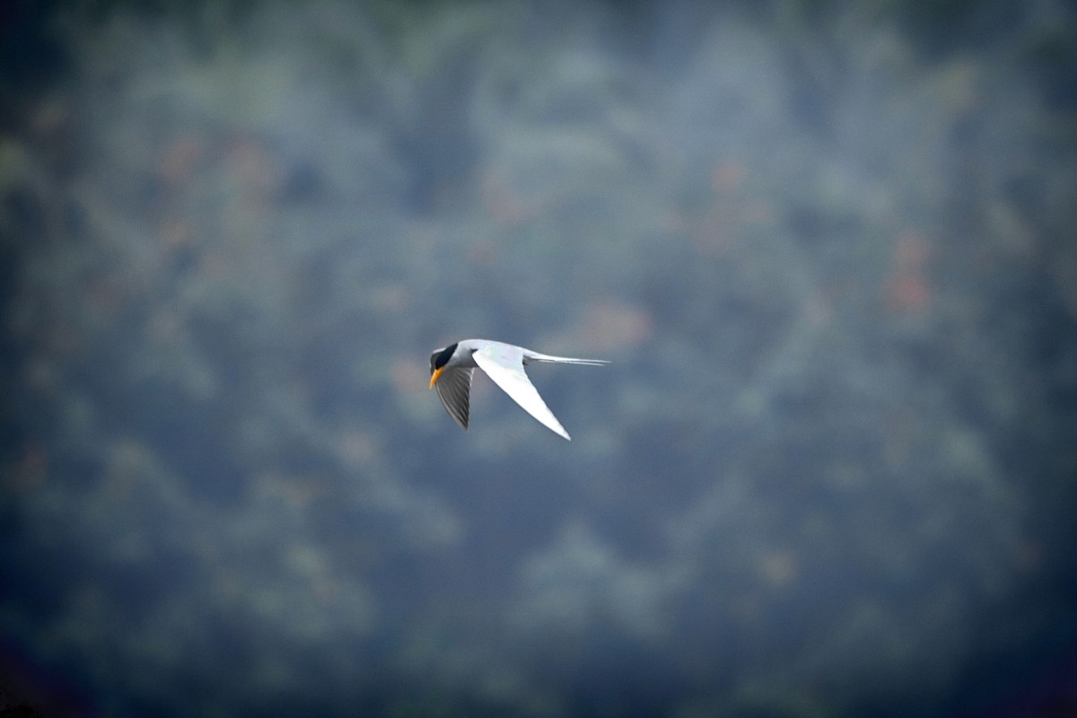 River Tern - ML408725771