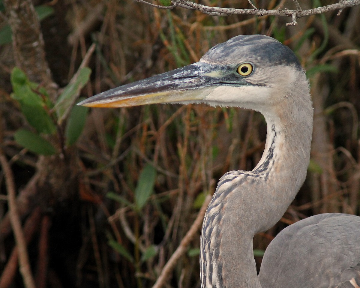 Great Blue Heron - ML40872581