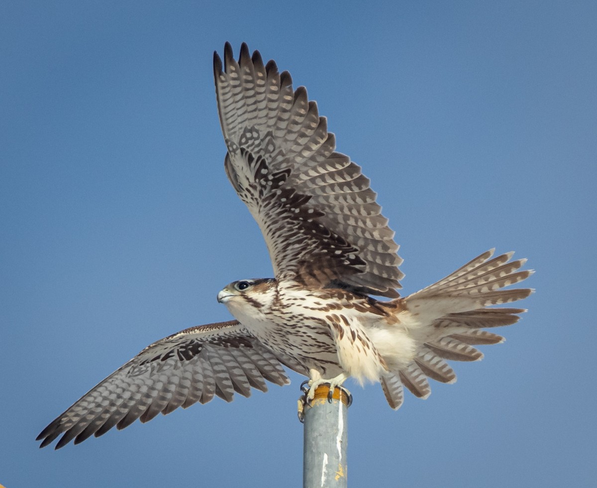 Prairie Falcon - bj worth