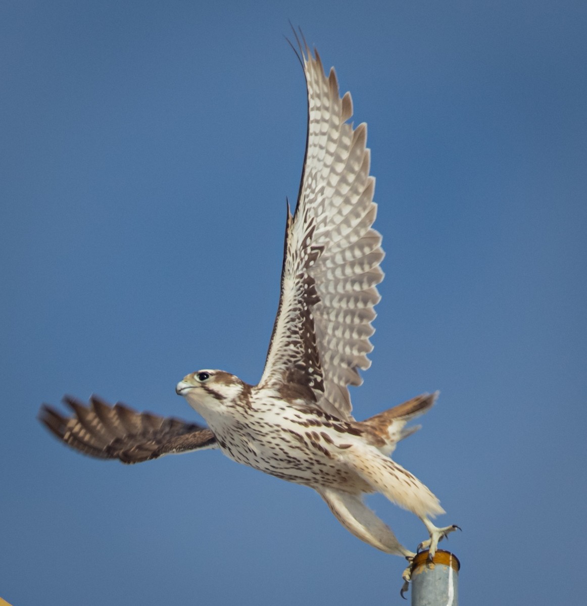 Prairie Falcon - bj worth