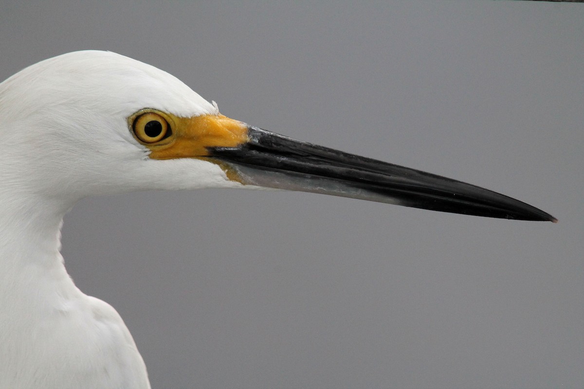 Snowy Egret - ML40872601