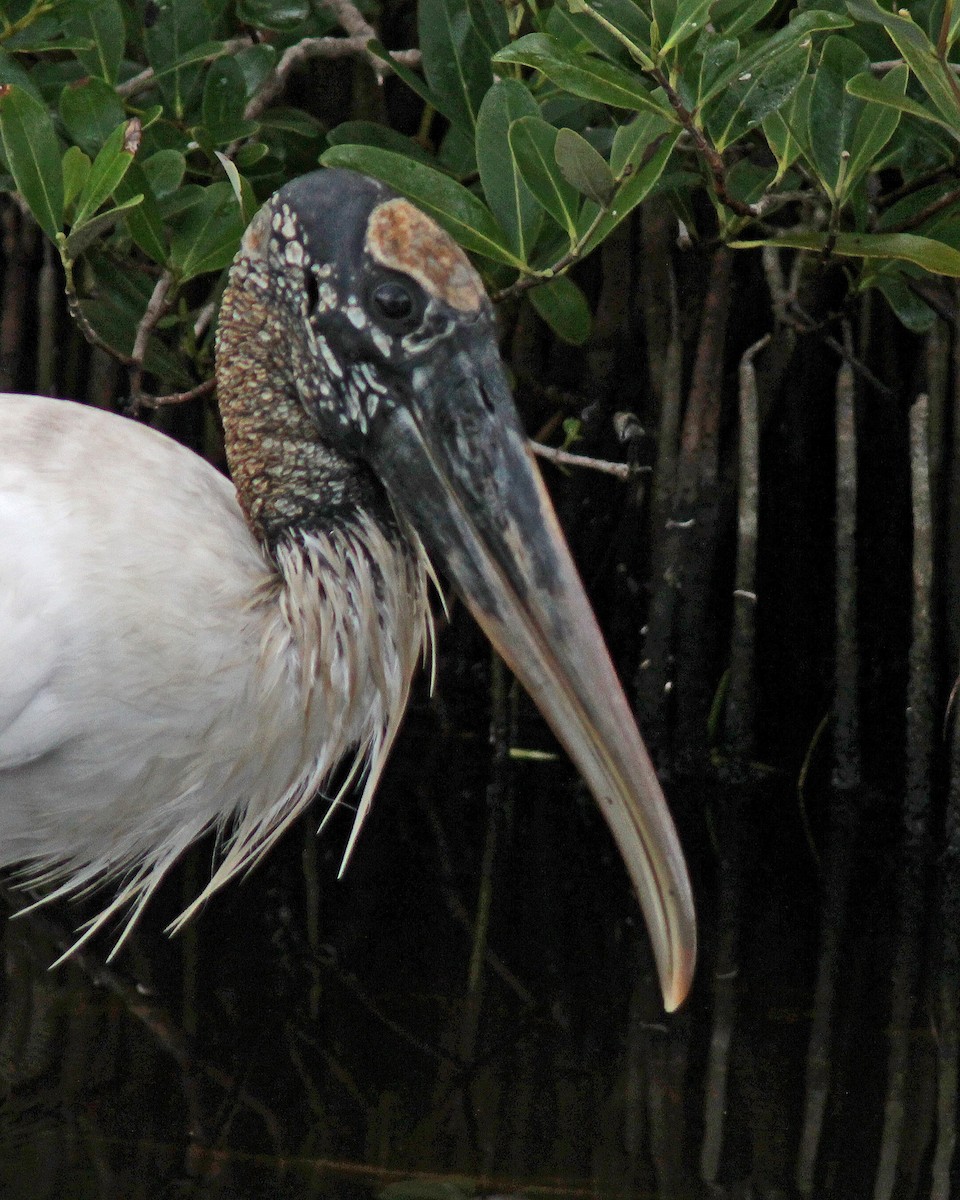 Wood Stork - ML40872621