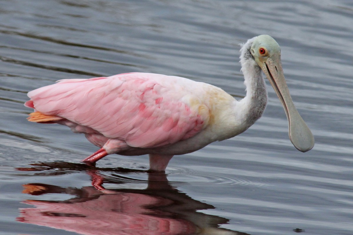 Roseate Spoonbill - ML40872681