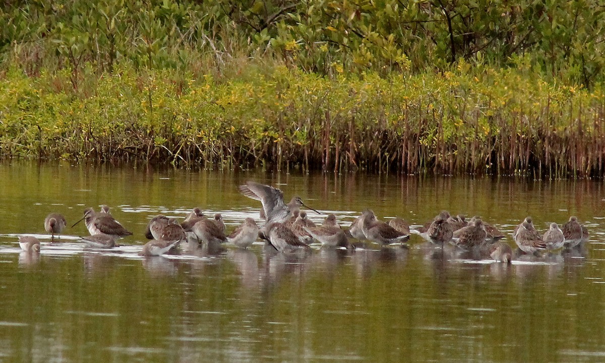 Short-billed/Long-billed Dowitcher - ML40872711