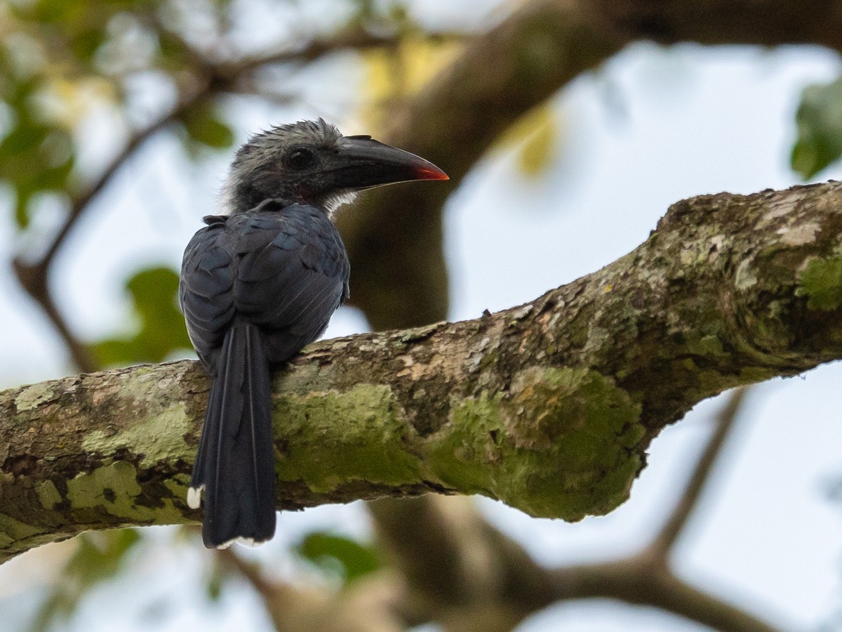 Western Dwarf Hornbill - Jean-Louis  Carlo