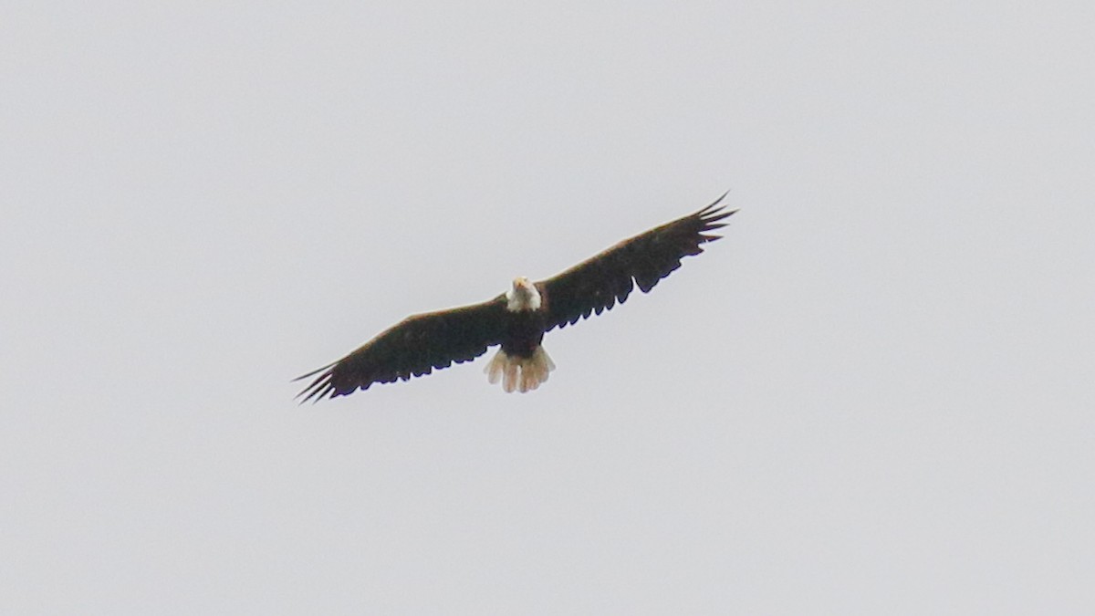 Bald Eagle - ML408727391