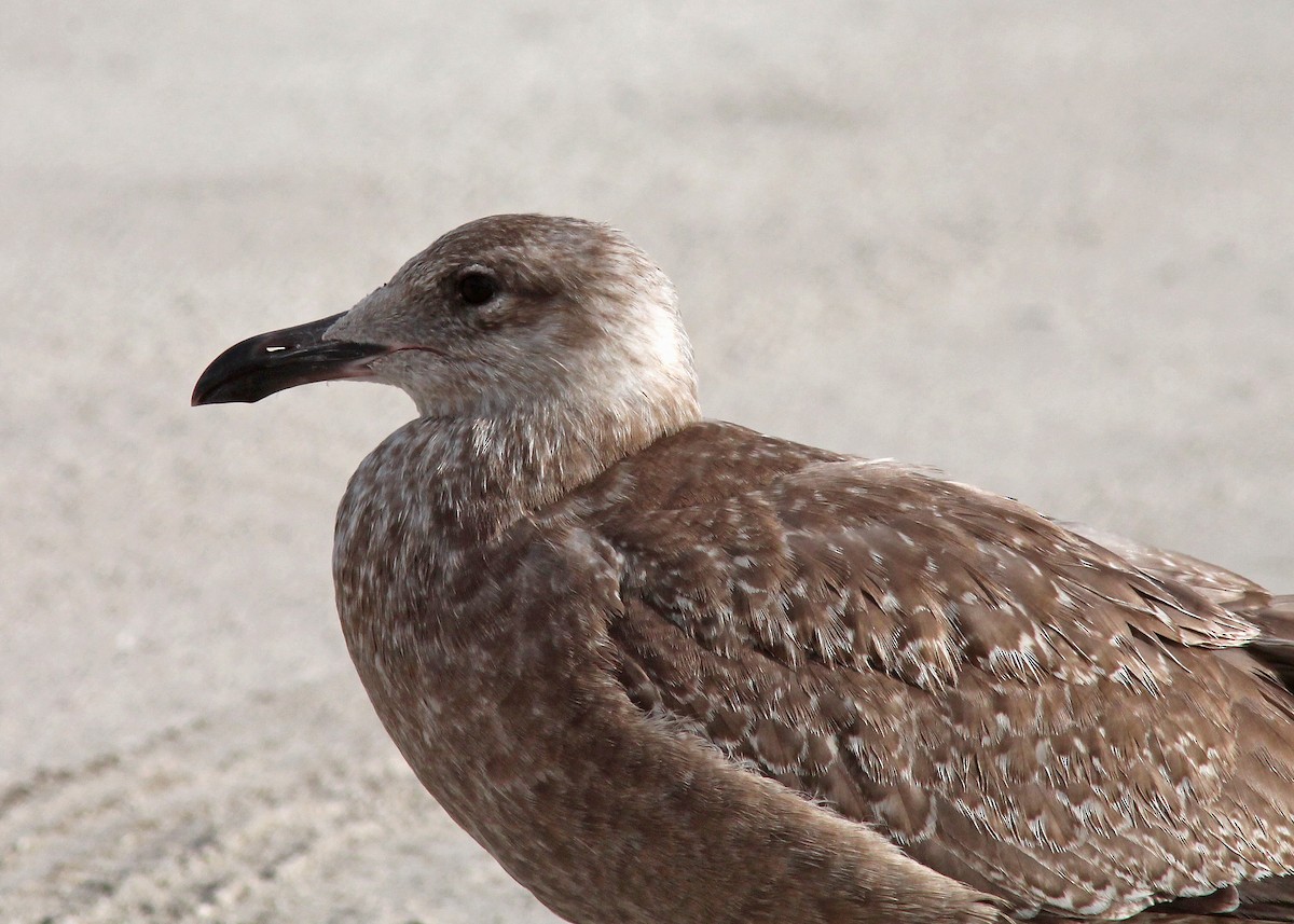 Herring Gull - ML40872741