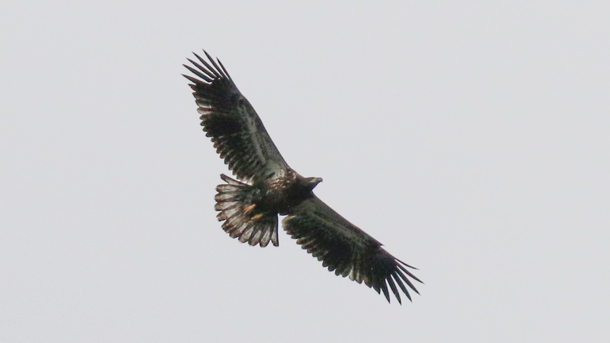 Bald Eagle - ML408727421