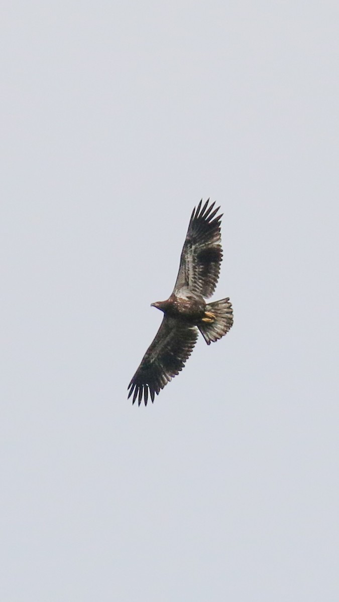 Bald Eagle - ML408727441