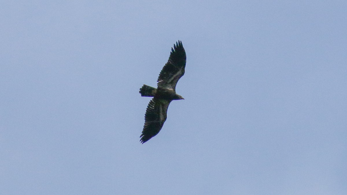 Bald Eagle - ML408727491