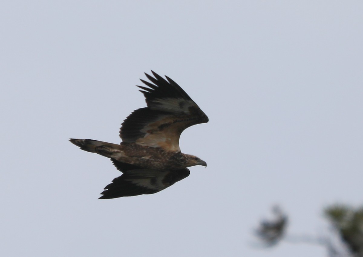 rapace diurne sp. - ML408727511