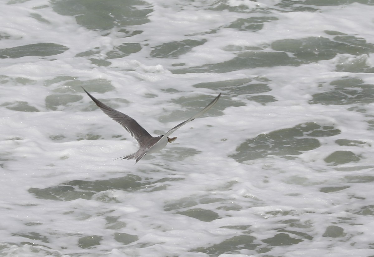 Great Crested Tern - ML408727521