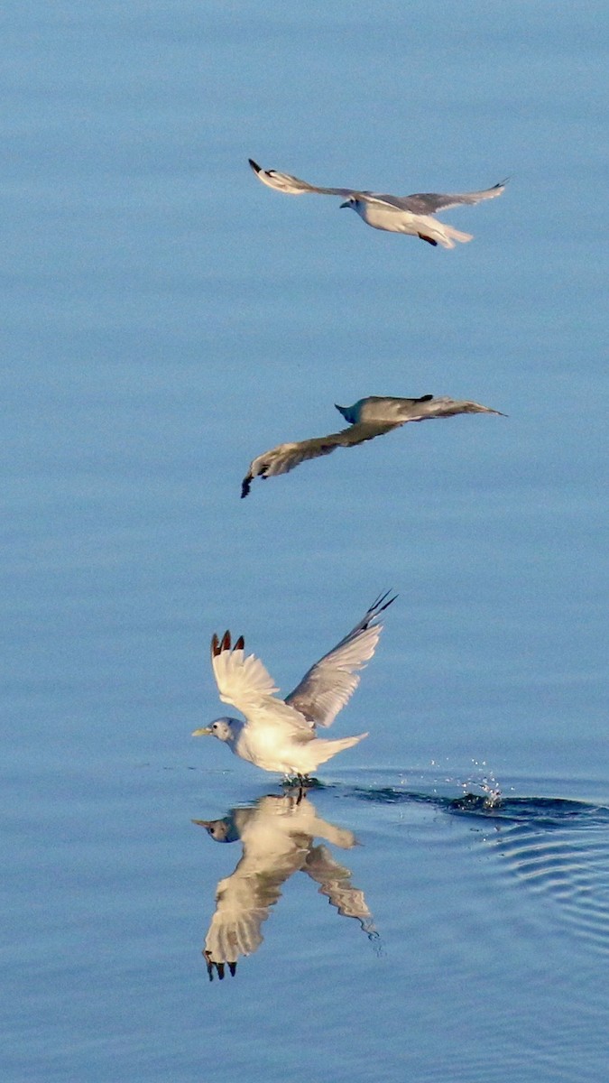 Black-legged Kittiwake - ML408727531