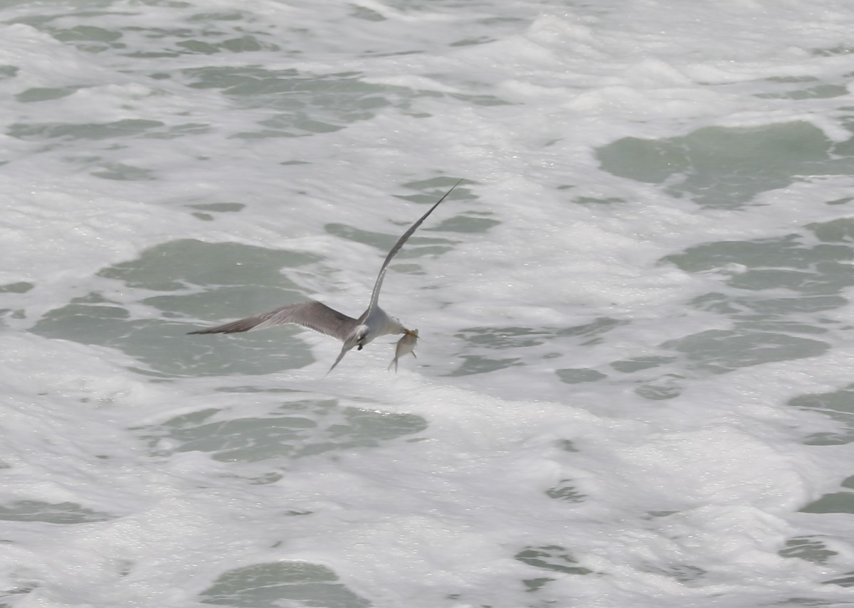 Great Crested Tern - Cheryl McIntyre