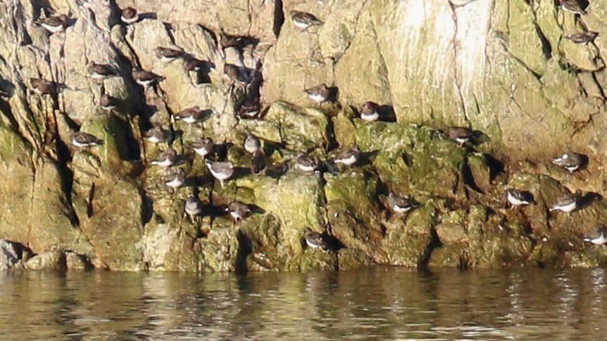 Black Turnstone - ML408727581