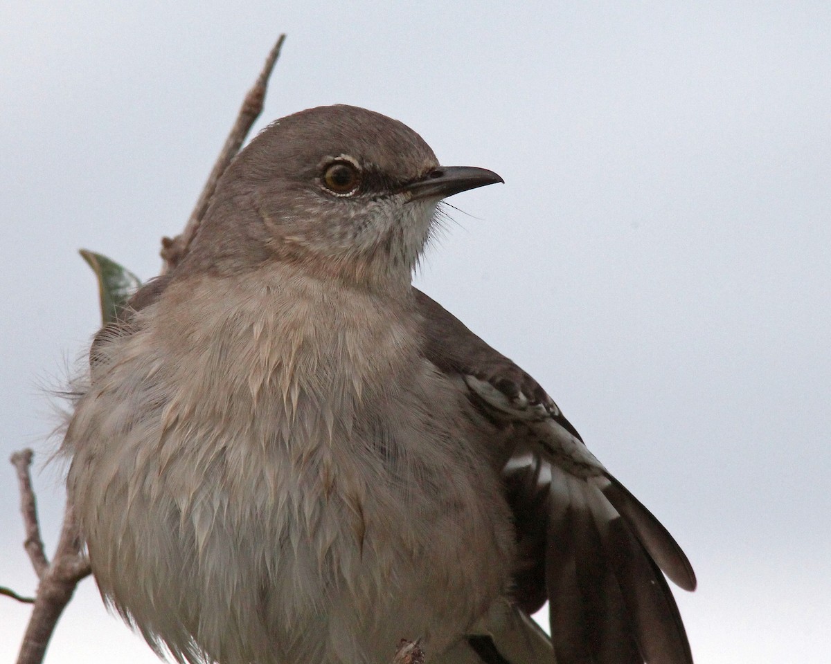 Northern Mockingbird - ML40872791