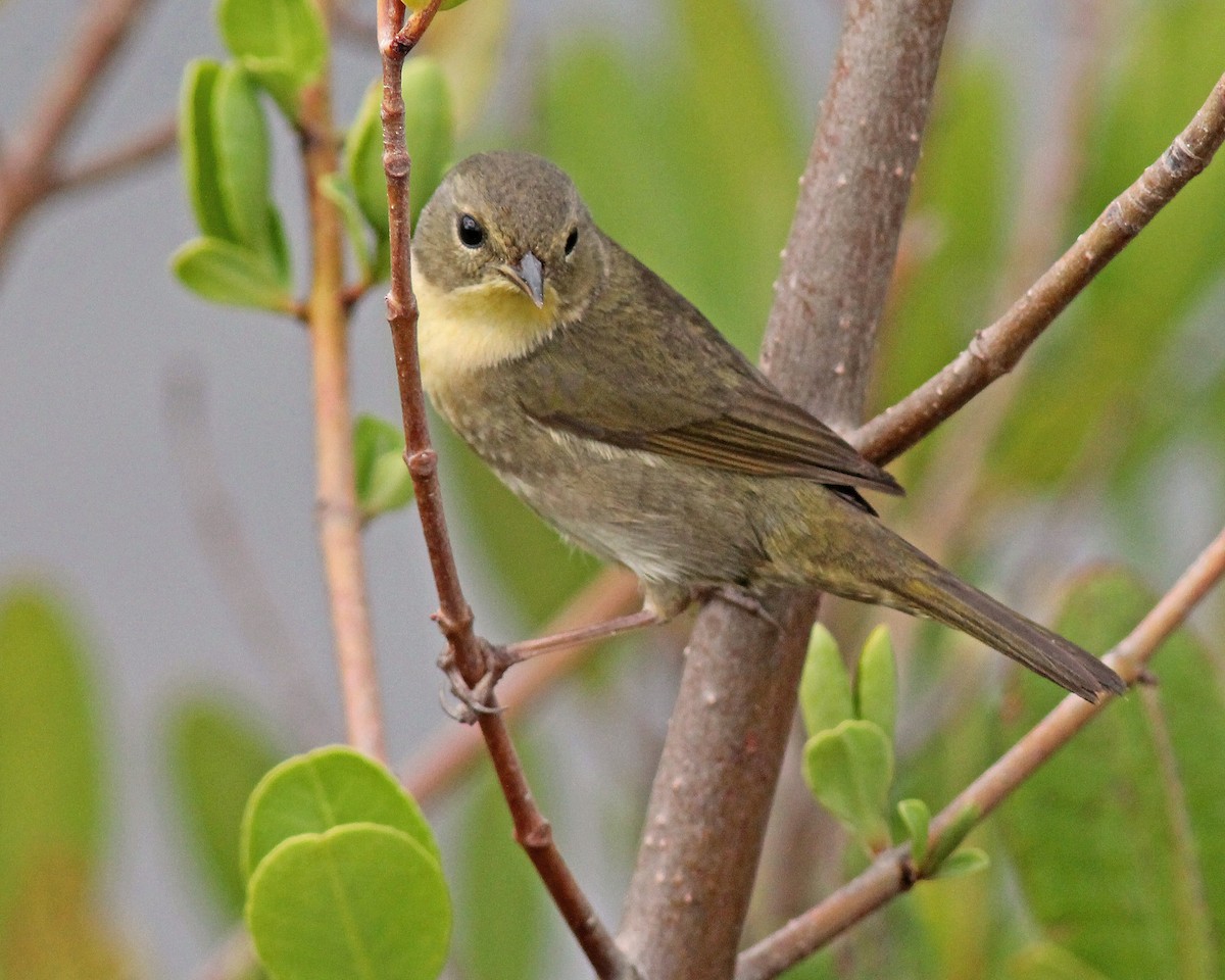 Common Yellowthroat - ML40872801