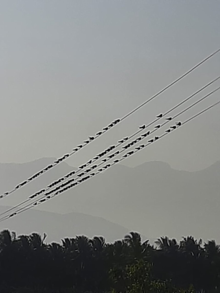 Barn Swallow - ML408728081