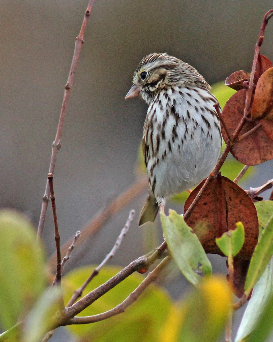 Savannah Sparrow - ML40872811