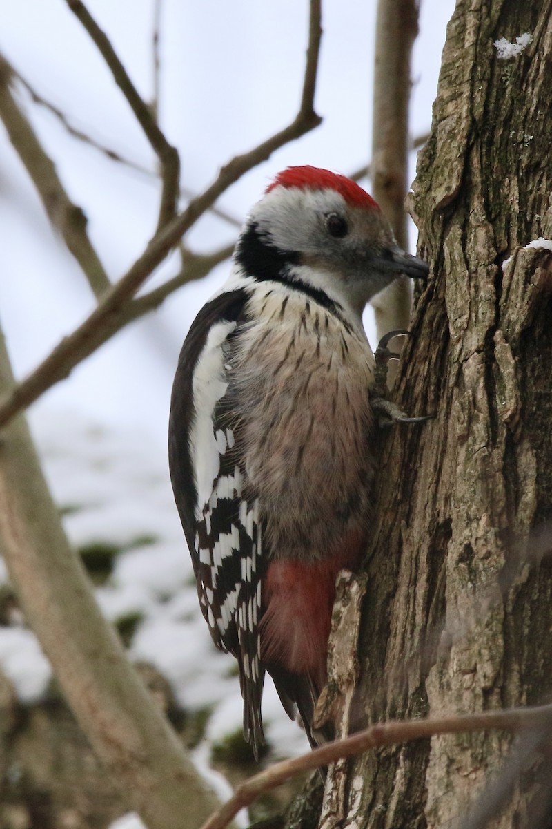 Middle Spotted Woodpecker - ML408729781