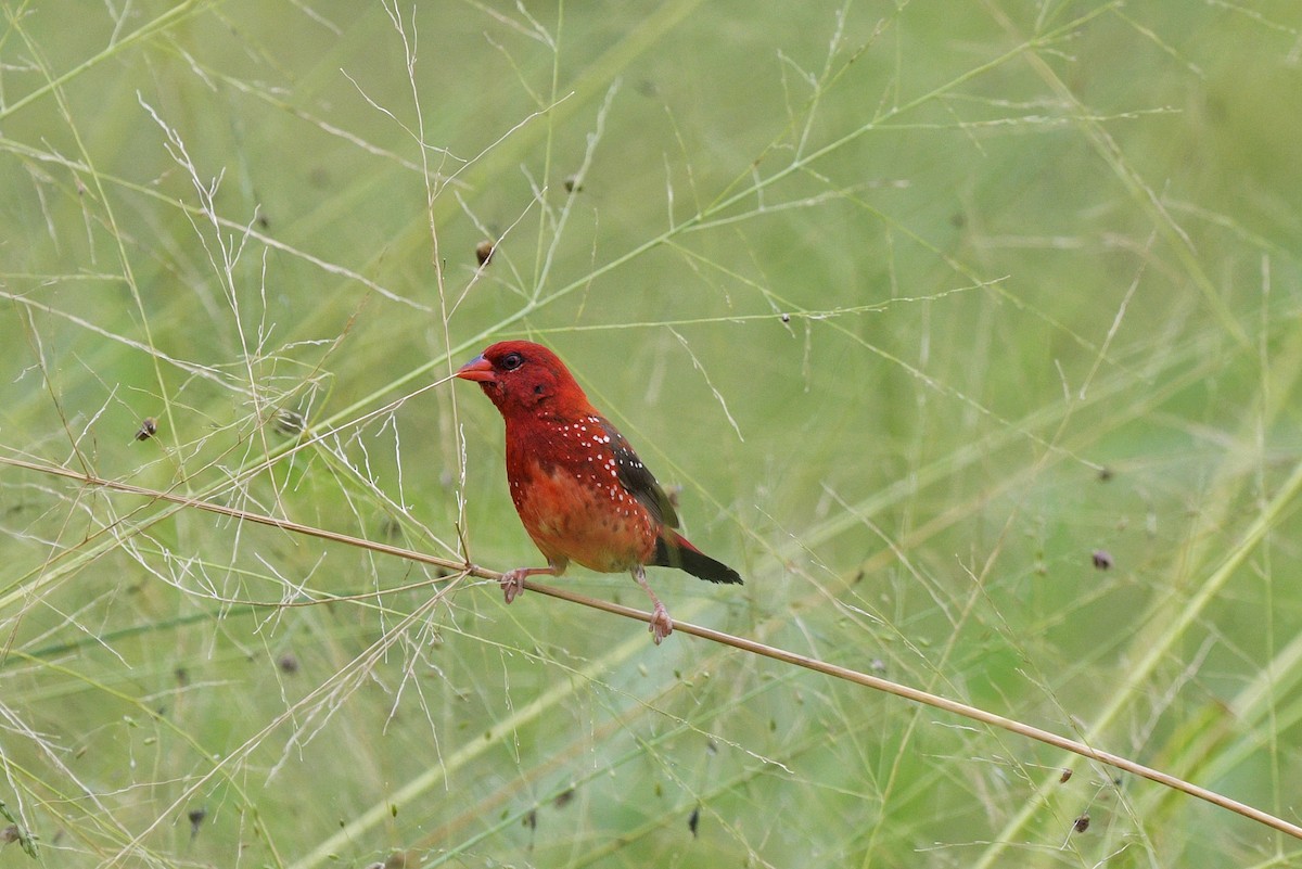 Bengali rouge (flavidiventris) - ML408731471