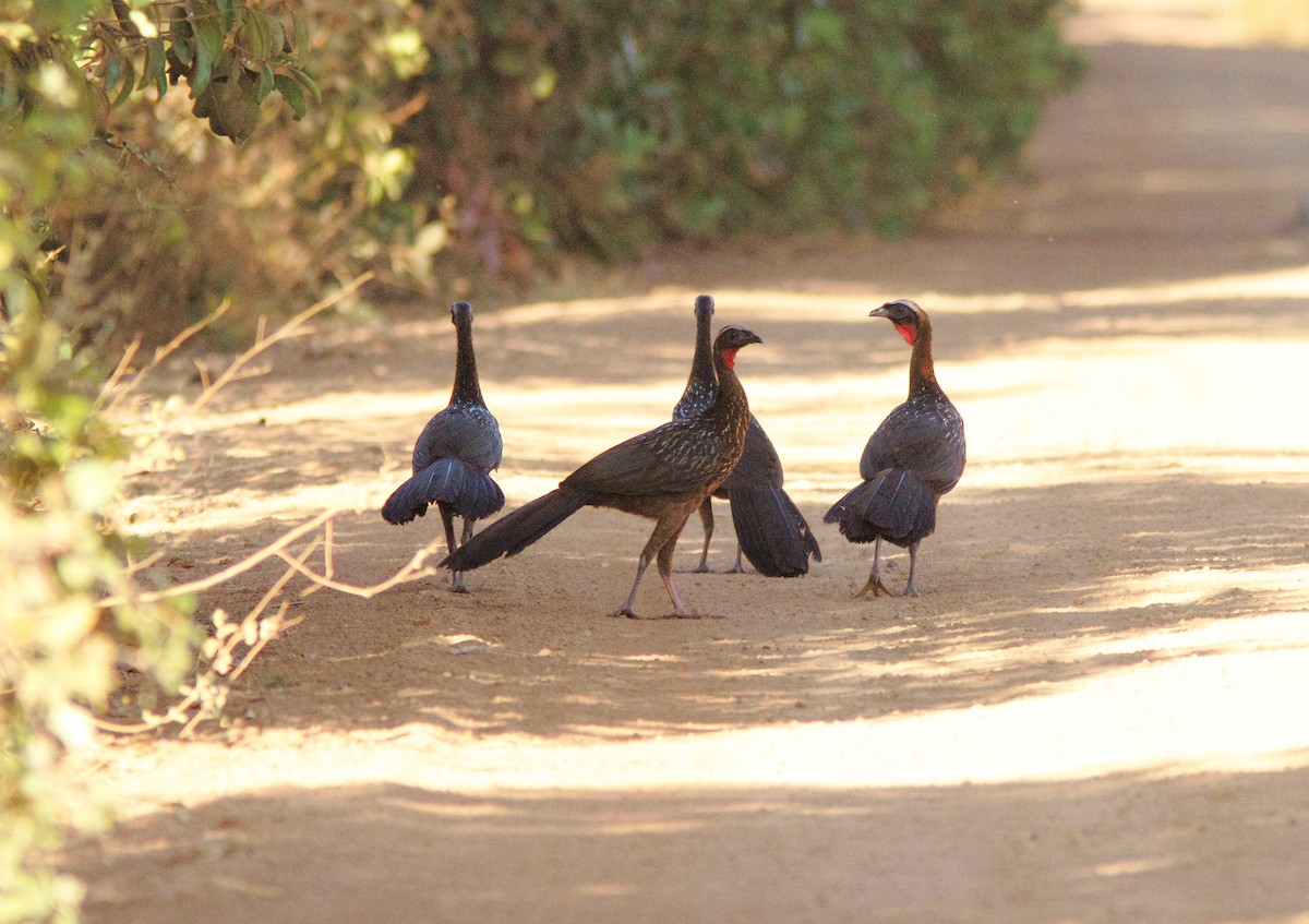 White-crested Guan - ML408732511