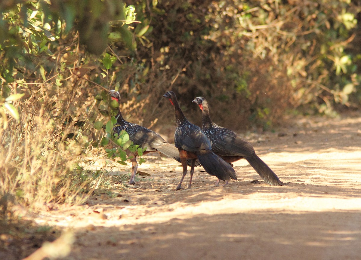 White-crested Guan - ML408732531