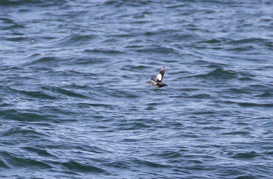 Guillemot à miroir - ML408732751