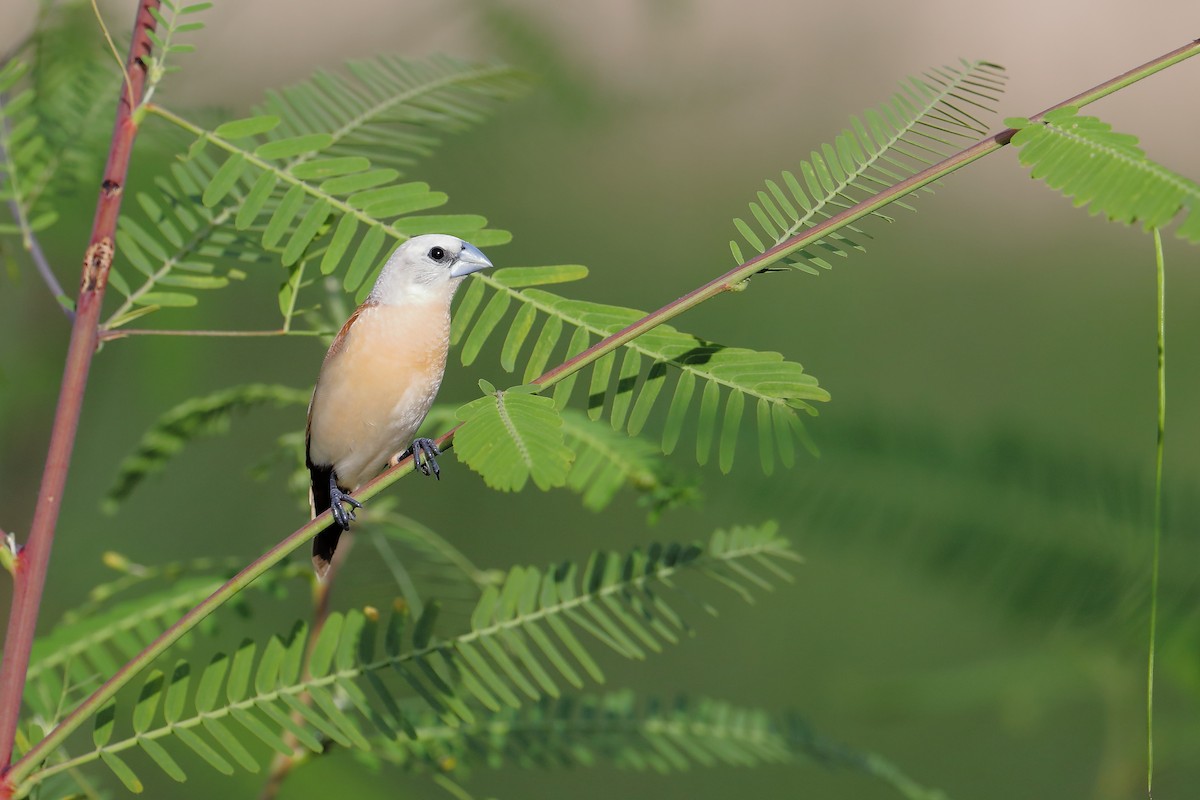 Yellow-rumped Munia - ML408734021