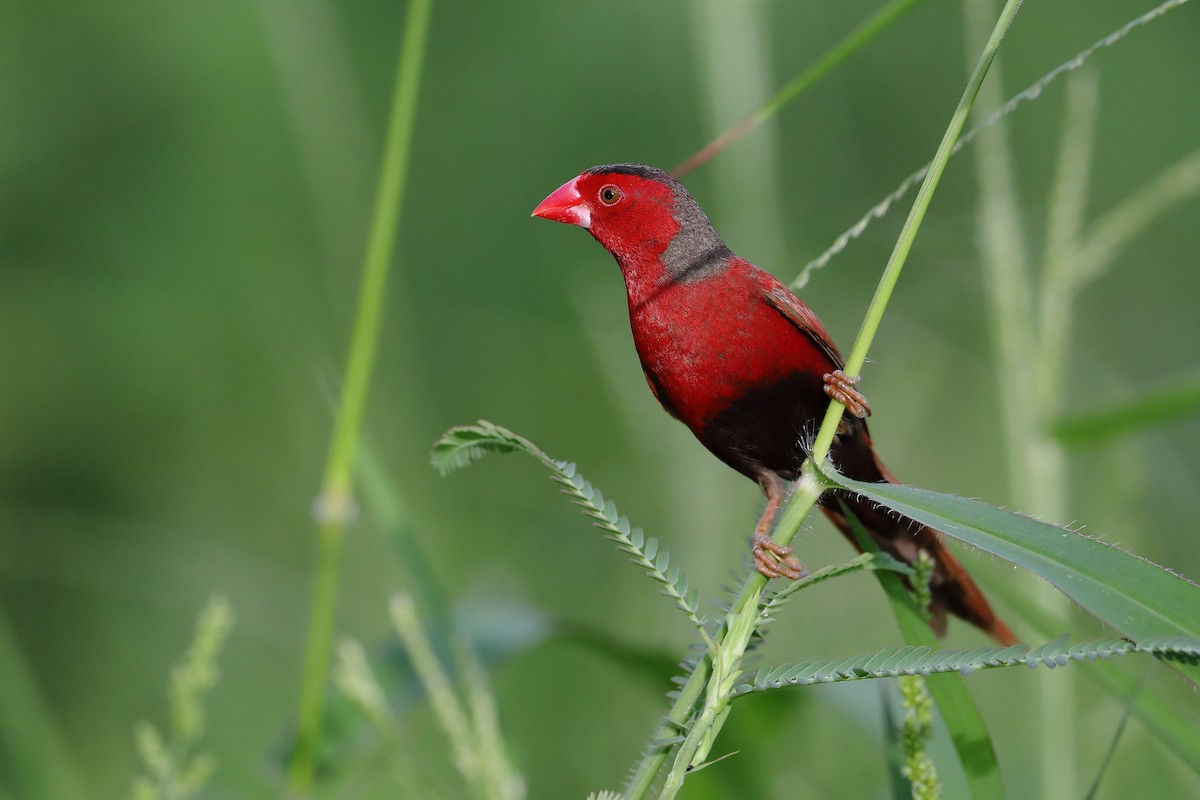 Crimson Finch - ML408734091