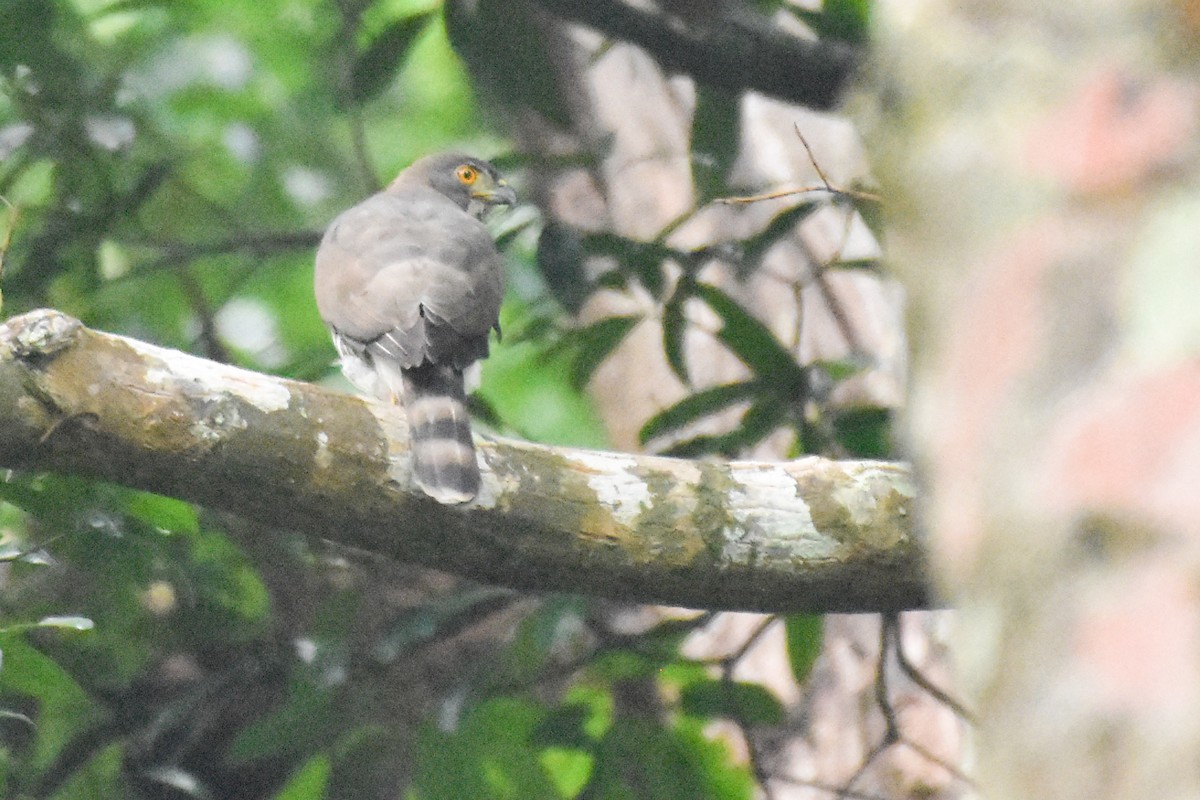 Crested Goshawk - ML408734441