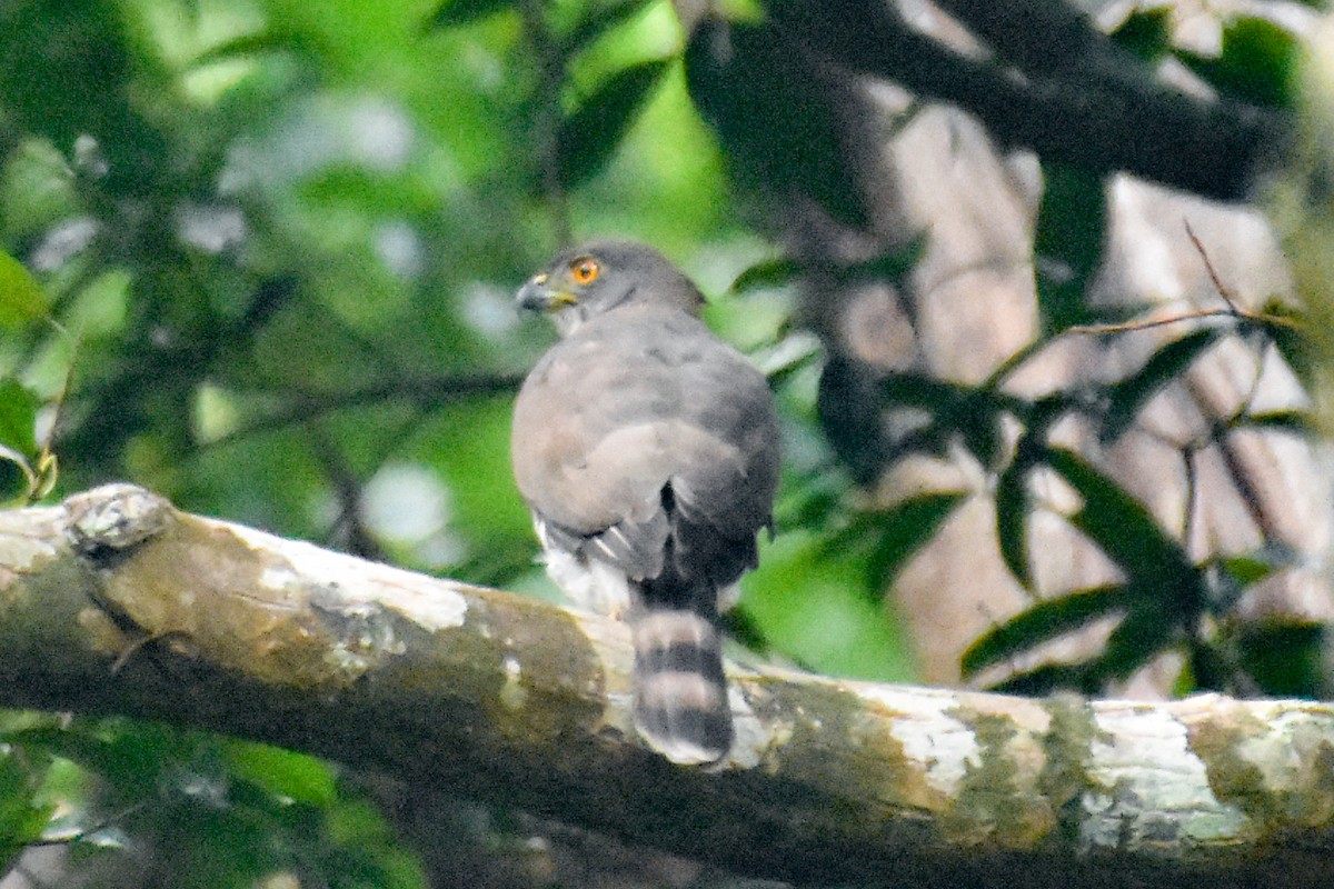 Crested Goshawk - ML408734451